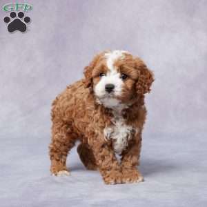 Hal, Cavapoo Puppy